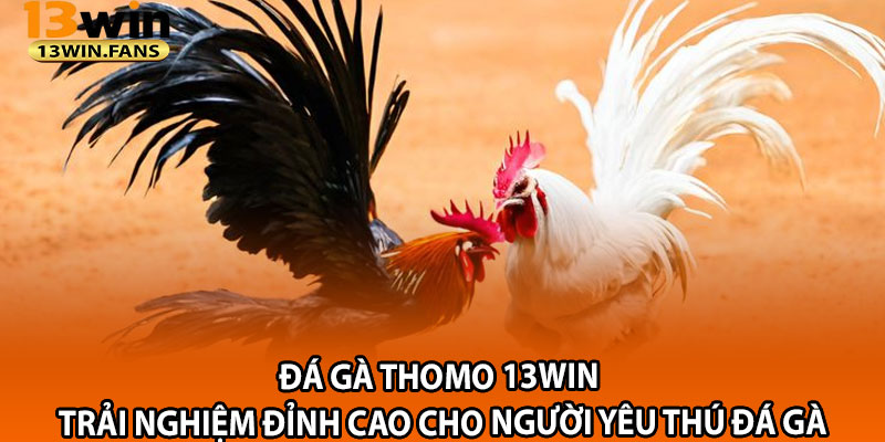 Da Ga Thomo 13win – Trai Nghiem Dinh Cao Cho Nguoi Yeu Thu Da Ga