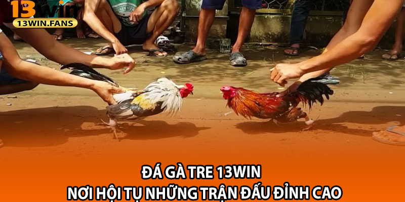 Da Ga Tre 13win – Noi Hoi Tu Nhung Tran Dau Dinh Cao